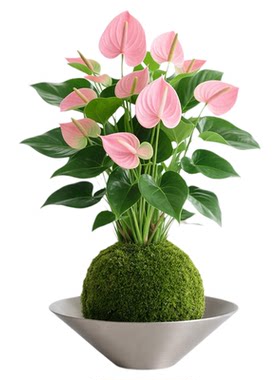 水培植物粉掌盆栽带花室内客厅花卉绿植办公室桌面盆景四季好养活