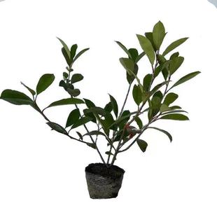 红叶石楠树苗小苗球形庭院火焰红四季常青绿篱笆彩色工程绿化苗木