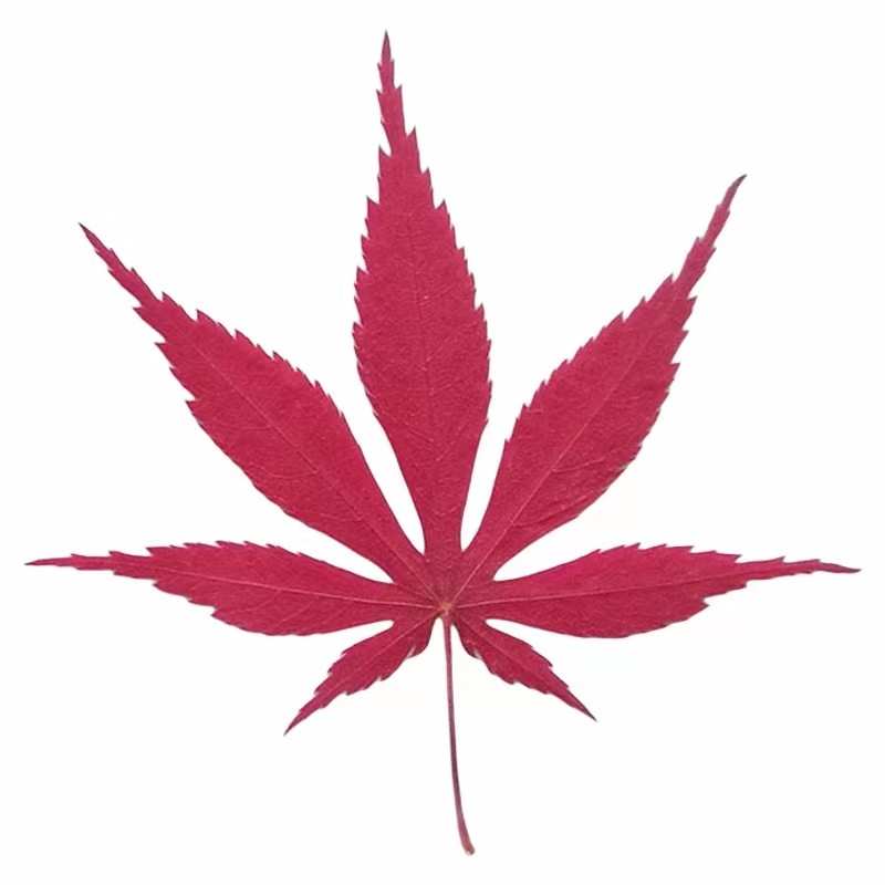 枫叶标本礼物天然真树叶塑封成品创意植物红干花银杏学生奖励书签