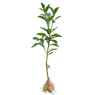 桂柚一号柚苗沙田柚苗特大嫁接苗正宗广西容县沙田柚子苗包邮带叶