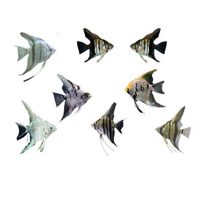 yee神仙燕子鱼淡水好养新手推荐