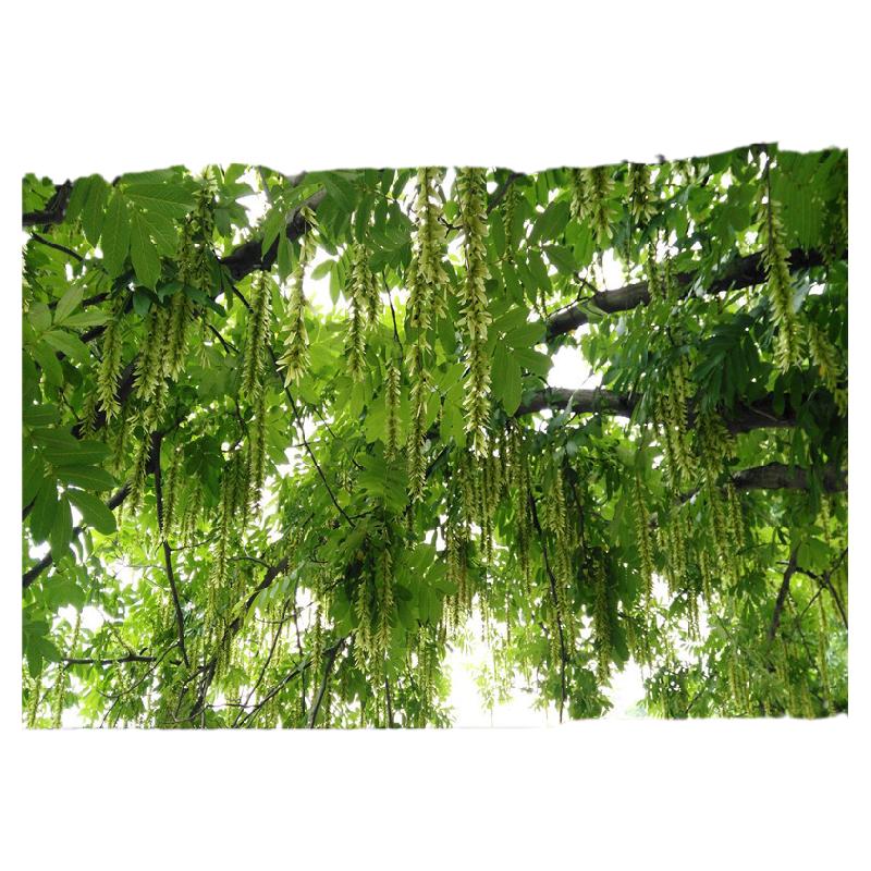 野枫杨树叶子枫杨树根麻柳树叶枫杨树皮麻柳树皮麻柳根中药材