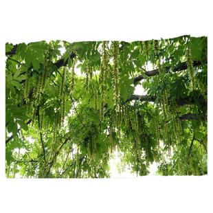 野枫杨树叶子枫杨树根麻柳树叶枫杨树皮麻柳树皮麻柳根中药材