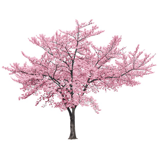 日本樱花树苗南北花卉庭院别墅绿化植物工程大型风景树室内外好养