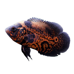 地图鱼观赏鱼大型热带淡水鱼白地图鱼黑地图鱼活猪仔鱼凶猛风水鱼