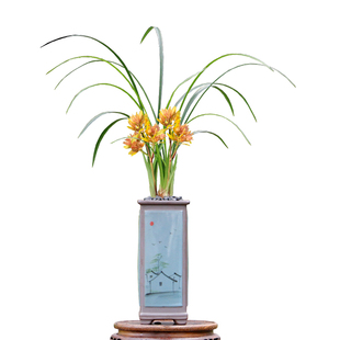 翁源兰花高端春兰奇花黄金奇艳红色花大四季建兰富山奇蝶带花浓香