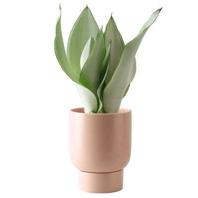 白玉虎皮兰书房植物吸甲醛送肥料