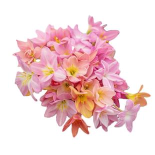 海蒂的花园旗舰店胖丽丽风雨兰种球盆栽多年生庭院阳台花卉植物苗