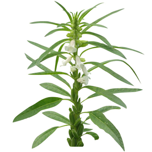 现摘新鲜芝麻花手上脚上除肉刺皮赘立净鲜麻子花治冻仓芝麻花花朵