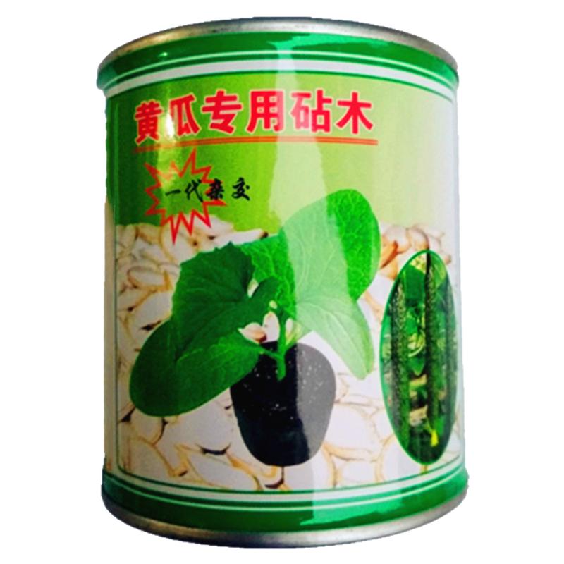黄瓜专用嫁接砧木种子沾木白黄子南瓜砧木种子100g油亮型耐寒抗病
