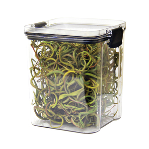 长白山野生肾精茶化石草支棱草猫须草东北黄金草嗷嗷叫官方旗舰店