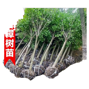 香樟树苗大树小叶龙脑樟庭院南北方种耐寒名贵绿化风景树四季常青