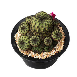 花田舍 群生仙人球合集 开花大颗紫丽丸 群宝山群组合套餐小盆栽