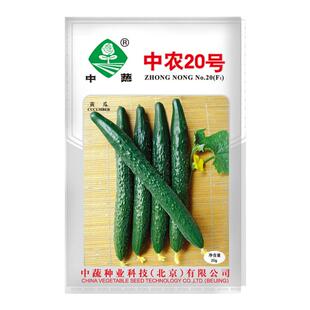 农科院中农20黄瓜种子水果绿心黄瓜种籽农家四季瓜果蔬菜种孑