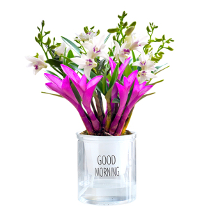 七彩紫云石斛四季兰花现带花苞好养浓香型石斛改善睡眠净化空气