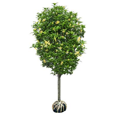 花郡都桂花树苗庭院四季花卉金桂