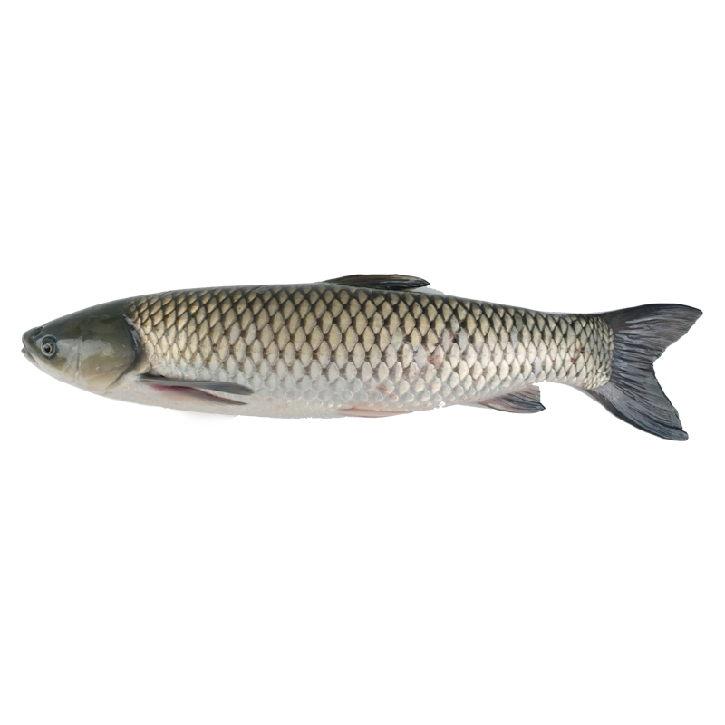 中山脆皖魚廣東脆魚皖魚活魚脆肉鯇魚火鍋脆肉皖鯇魚脆肉皖魚片