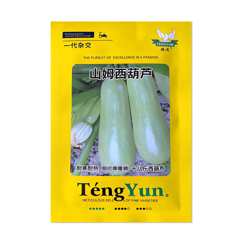 腾运山姆西葫芦种子早熟高产