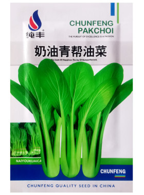 奶油青帮油菜种子四季播种上海青