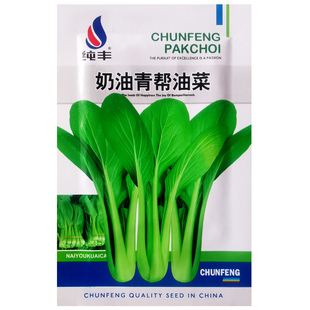 奶油青帮油菜种子四季播鸡毛上海青农家庭院阳台盆栽蔬菜种植籽孑