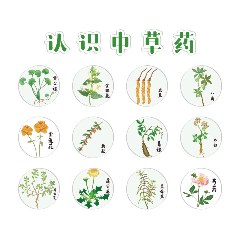 中草药材标本展示墙贴幼儿园教室环创主题成品文化馆装修挂画布置