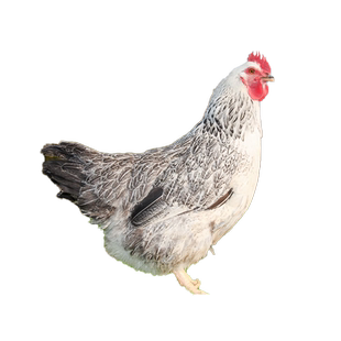 纯种稻花鸡种蛋受精蛋可孵化白芦花鸡种蛋土鸡产蛋多肉质好种蛋