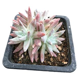 白菊仙女杯 多肉植物 肉肉植物 萌肉肉组合盆栽 室内花卉 陌上花