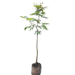 荔枝树苖无核桂味果树盆栽妃子笑嫁接水果树苗糯米糍果苗当年结果