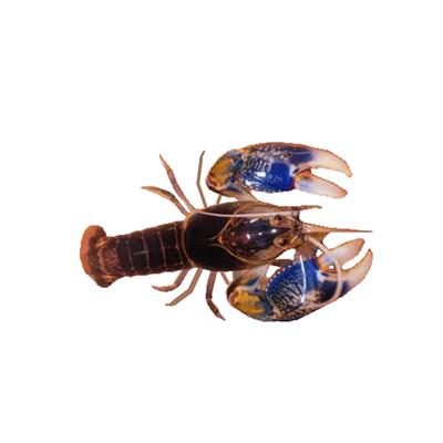 星际火山破坏者螯虾紫罗兰观赏虾