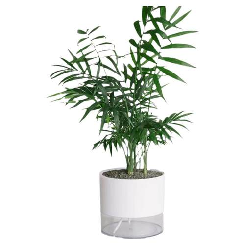 散尾葵盆栽客厅大型绿植室内富贵椰子盆栽凤尾竹袖珍花卉植物旺宅