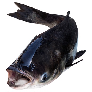 正宗千岛湖有机胖头鱼鲢鳙鱼新鲜生鲜活鱼鱼头汤大头鱼花鲢鱼活鱼