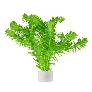 蜈蚣草鱼缸水草用净化水质的小鱼躲避阴性生态增氧好养易活养不死