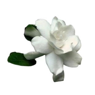 金边花叶栀子花Gardenia jasminoides 'Variegata'p浓香耐热花苗