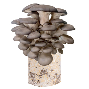 蘑菇种植包新鲜菌种菌菇黑平菇种植菌包食用菌菇棒家庭自种小盆栽