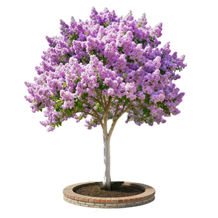 红花紫薇花树苗美国红火箭庭院大型老桩耐寒风景树丛生紫薇树苗