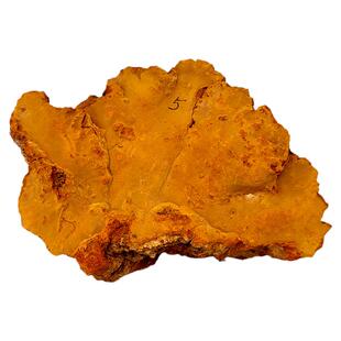 高原深山野生黄芝 松针层孔菌 松树桑黄5号重3.8斤灵芝全干包邮