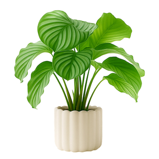 青苹果竹芋ins风办公室桌面工位绿植盆栽植物四季情绪室内吸甲荃