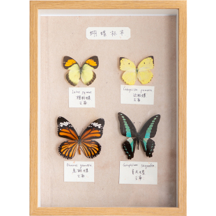 中空相框摆台手工diy真蝴蝶a4昆虫标本盒立体框架展示框画框深度