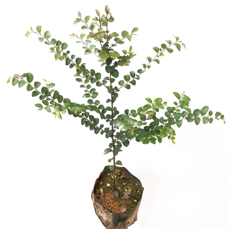 名贵树苗正宗奇楠沉香树苗