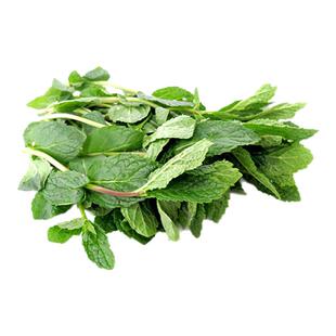 【老一生鲜】新鲜薄荷叶留兰香薄荷香料250g食用莫吉托