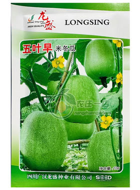 五叶早米小冬瓜种子肉腔厚青绿色