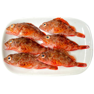 石翁鱼海钓煲汤海鱼新鲜潮汕海鲜水产小红斑小石斑虎头鱼石九公鱼