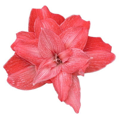 种花王大爷 朱顶红盆栽合集多年生球根花卉植物庭院阳台易养好活