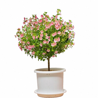 小木槿盆栽花苗棒棒糖蓝雪花室内