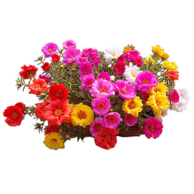 进口重瓣太阳花种子满19元包邮