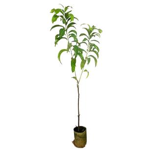 包邮带营养杯果树苗黄晶果6号黄宝石嫁接苗阳台盆栽庭院果园结果