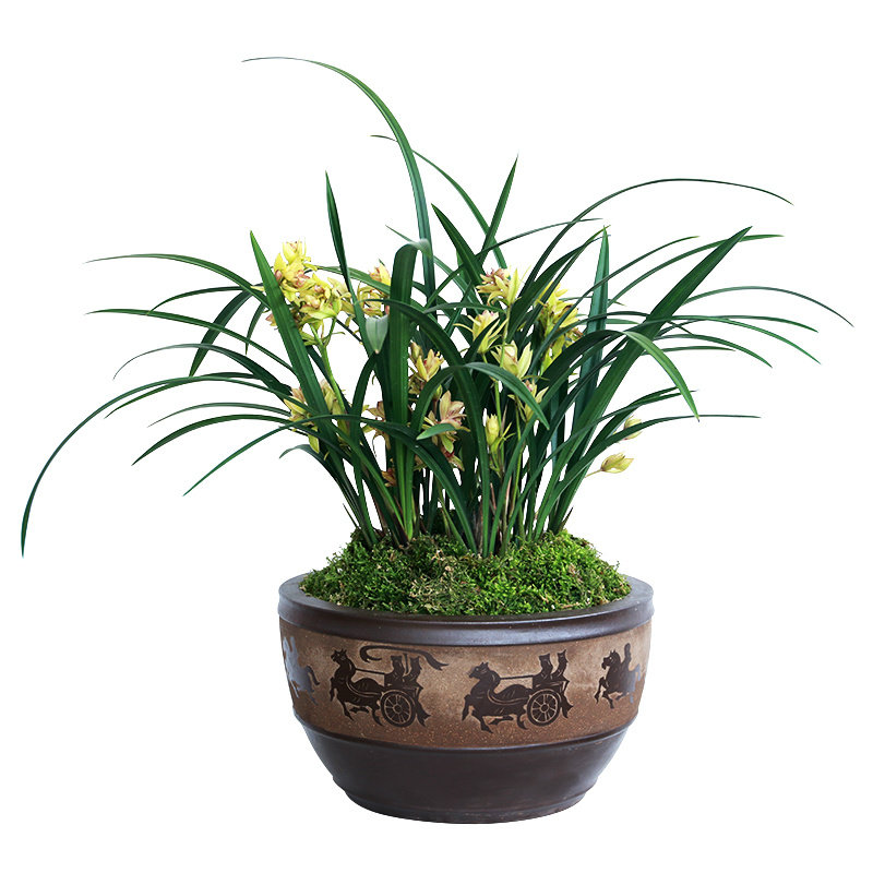 室内好养易活的观花植物兰花盆栽