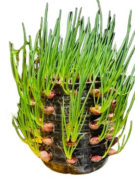 四季小香葱种植红葱头种包邮