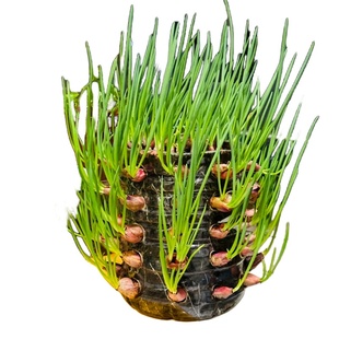 四季葱种小香葱种子阳台盆栽四川红葱头火葱小葱种植四季红葱苗