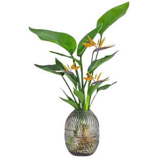 天堂鸟盆栽花卉植物室内易养活无土水培植物桌面鹤望兰客厅绿植